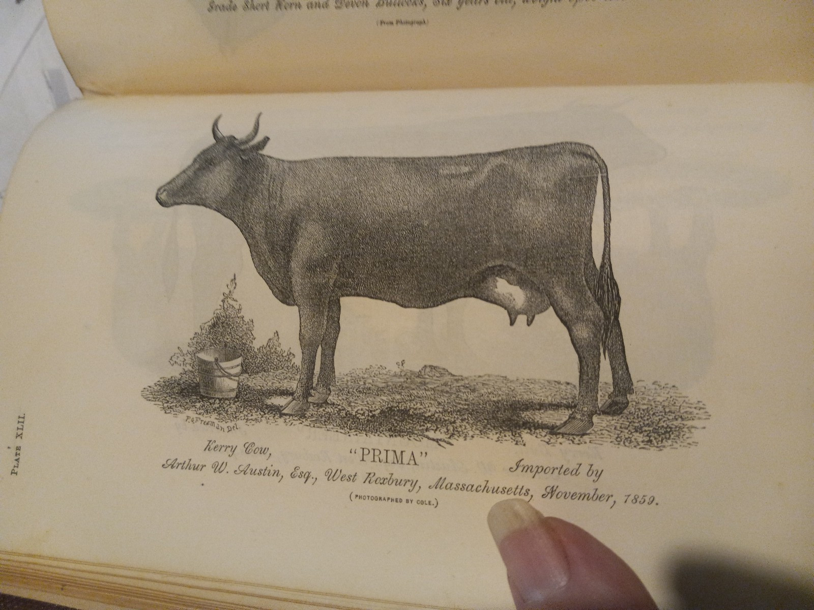 1862 USDA NICE! ILLUST COMMISIONER AGRICULTURE REPORT W/48 PLATES & INPAGE PICS!