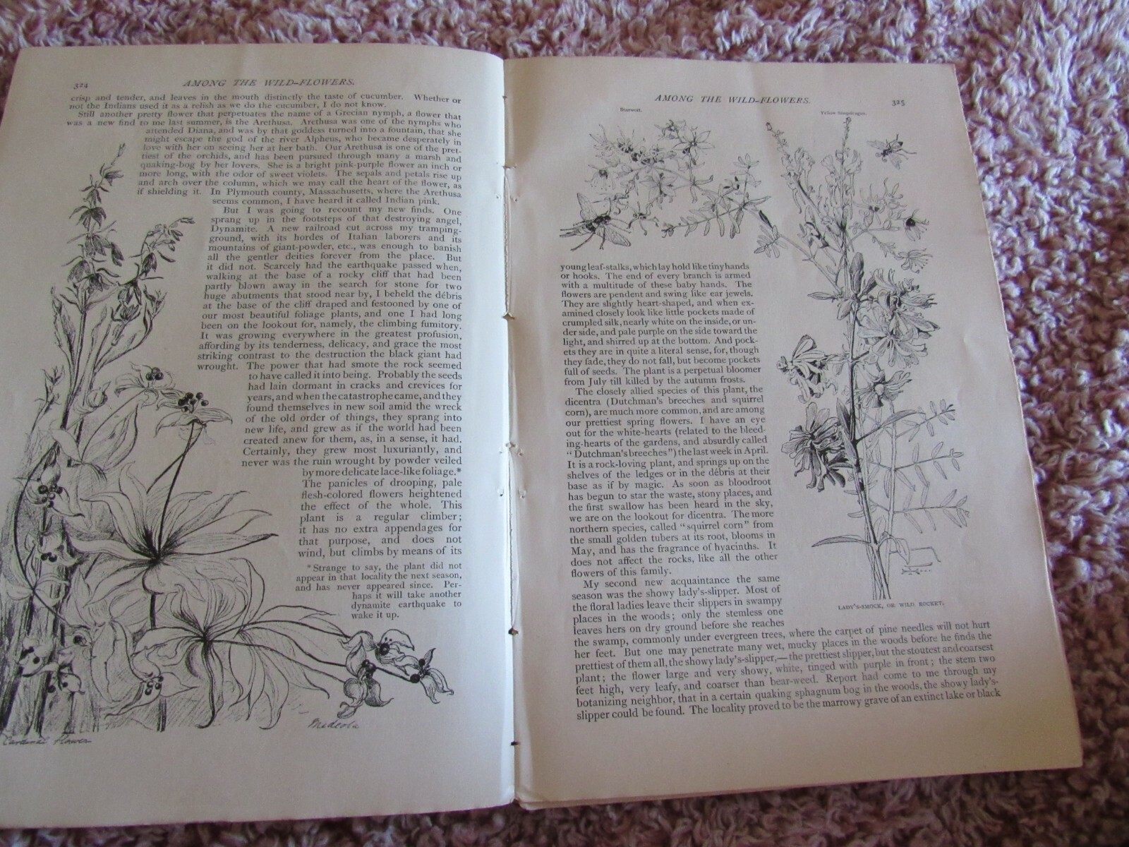 Antique Article-Illustrated-1887-1880’s-Among the Wildflowers-John Burroughs