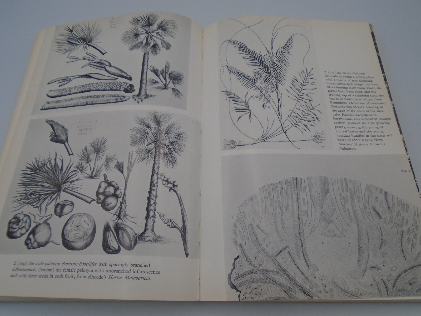 Natural History of Palms (E.J.H. Corner) PROOF COPY, 1966, Paperback