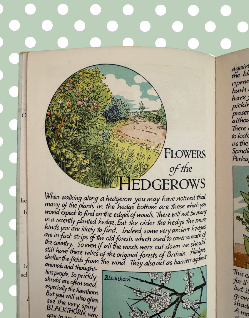 Vintage Flowers of the Country-Side Book Cyril J Lane Young Naturalist 1950s