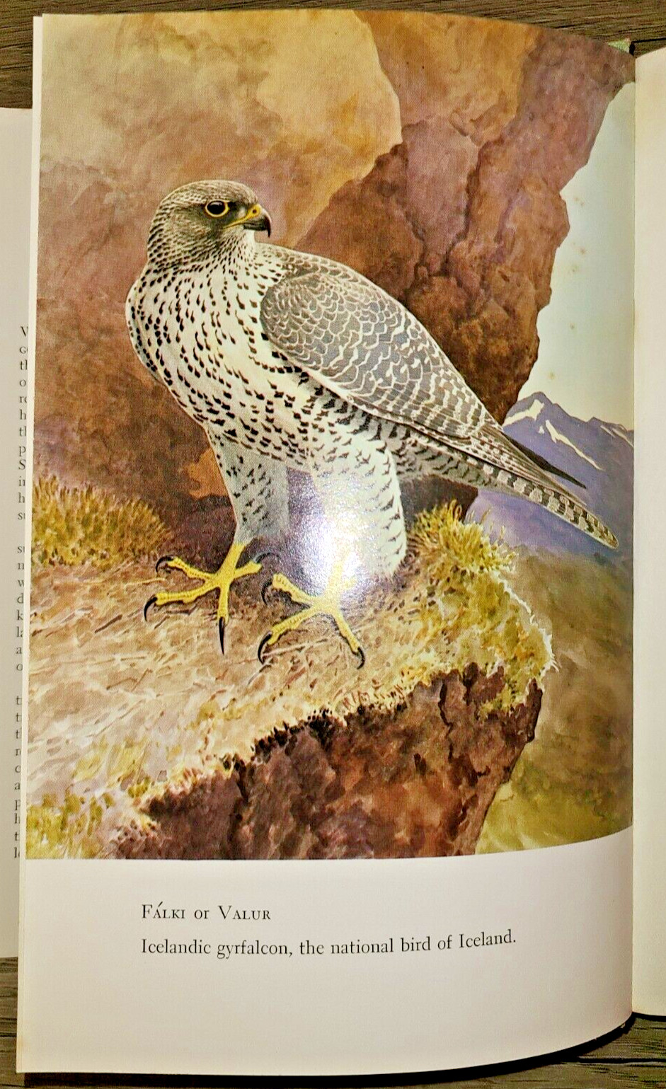 SIGNED! Vtg HC book, Iceland Summer by George Miksch Sutton, 1961