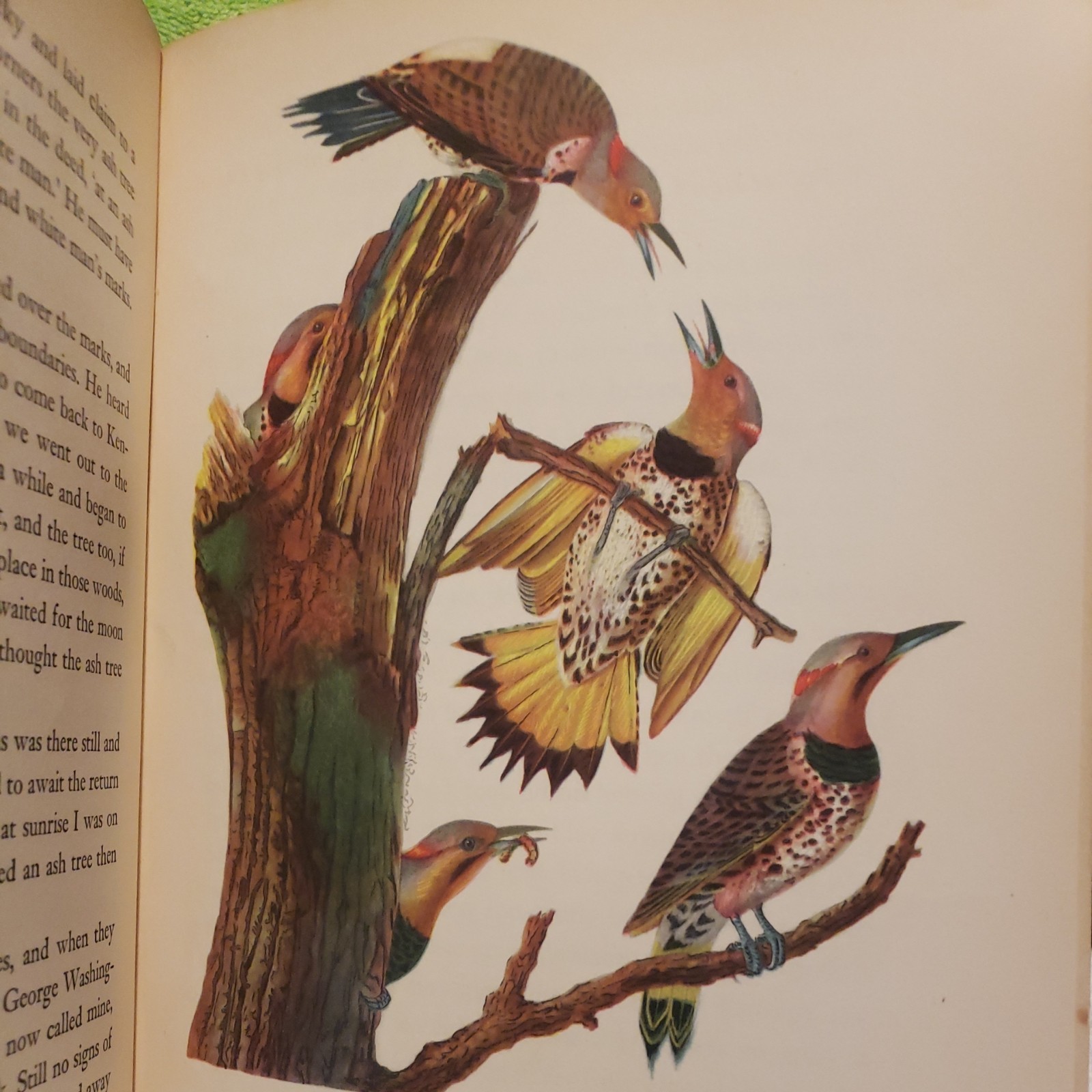 Audubon by Constance Rourke HC Illus. James MacDonald 1936 Vintage