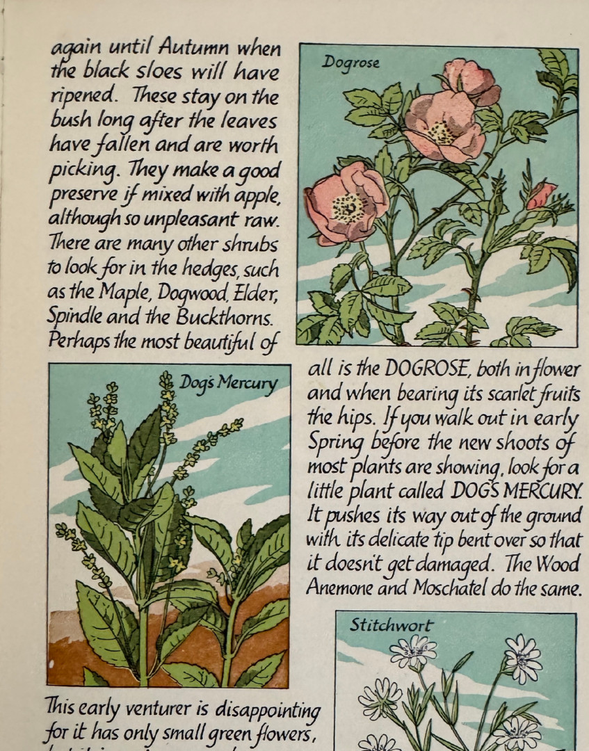 Vintage Flowers of the Country-Side Book Cyril J Lane Young Naturalist 1950s