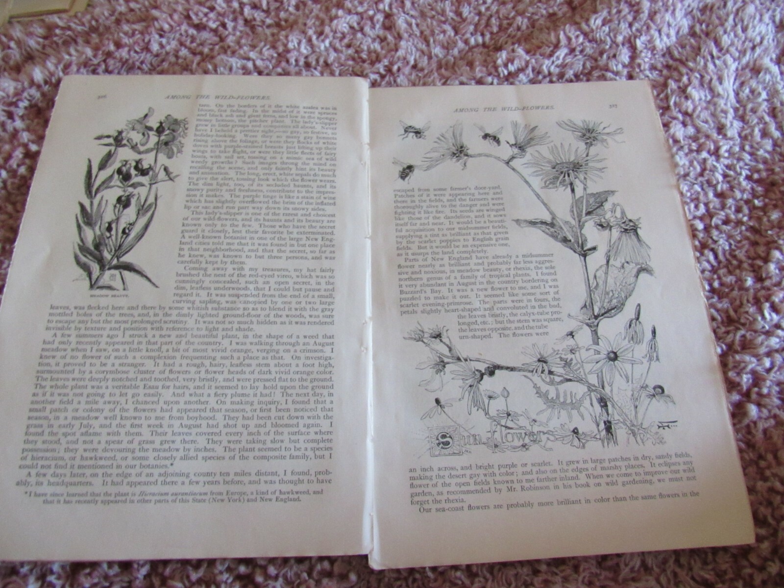 Antique Article-Illustrated-1887-1880’s-Among the Wildflowers-John Burroughs
