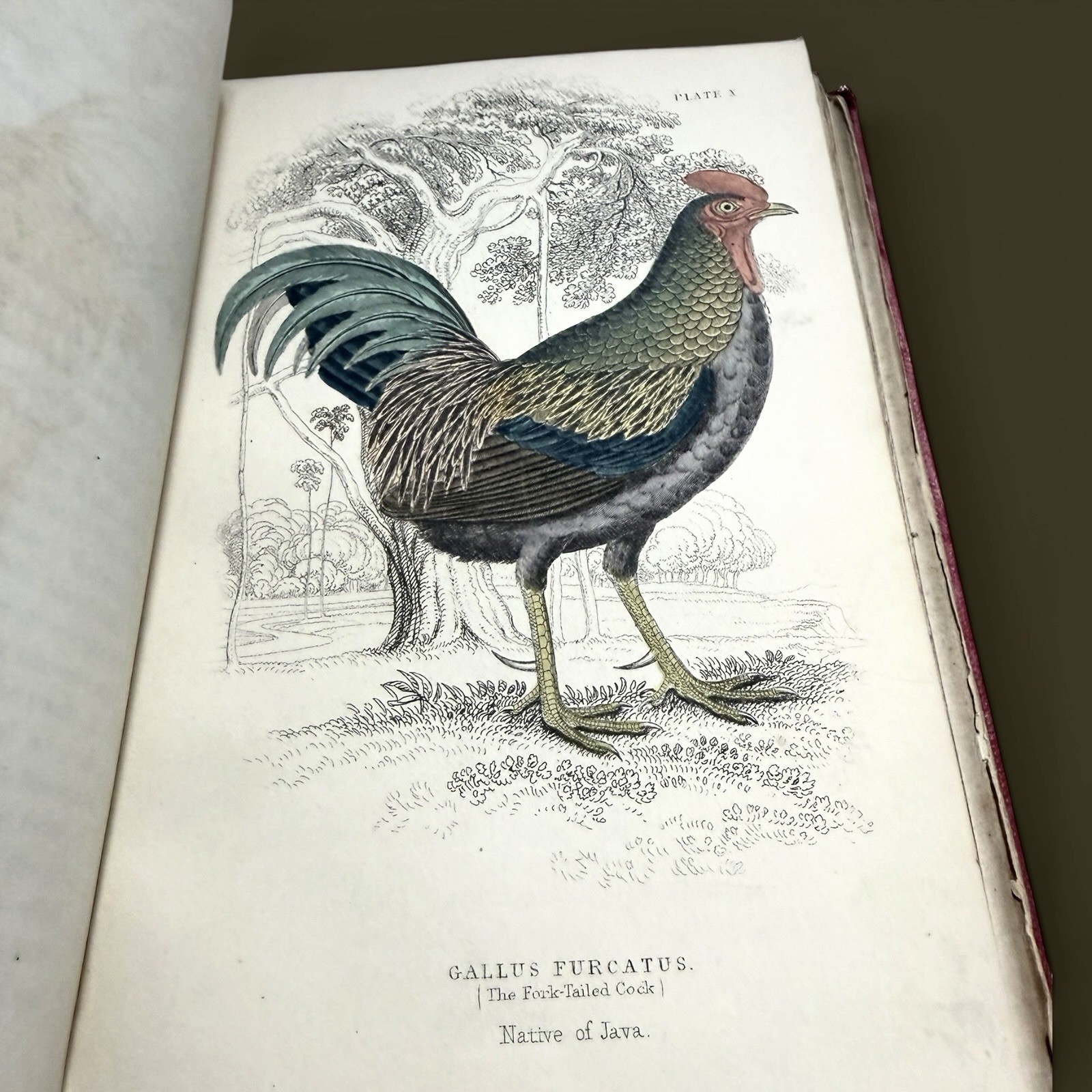 1834 Jardine Naturalist’s Library | Ornithology Vol XIV Hand-Colored Birds