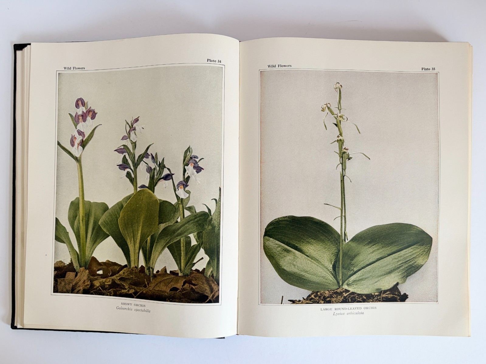 Wild Flowers Book Homer D House Macmillan 1935 Color Botanical Plates EXCELLENT