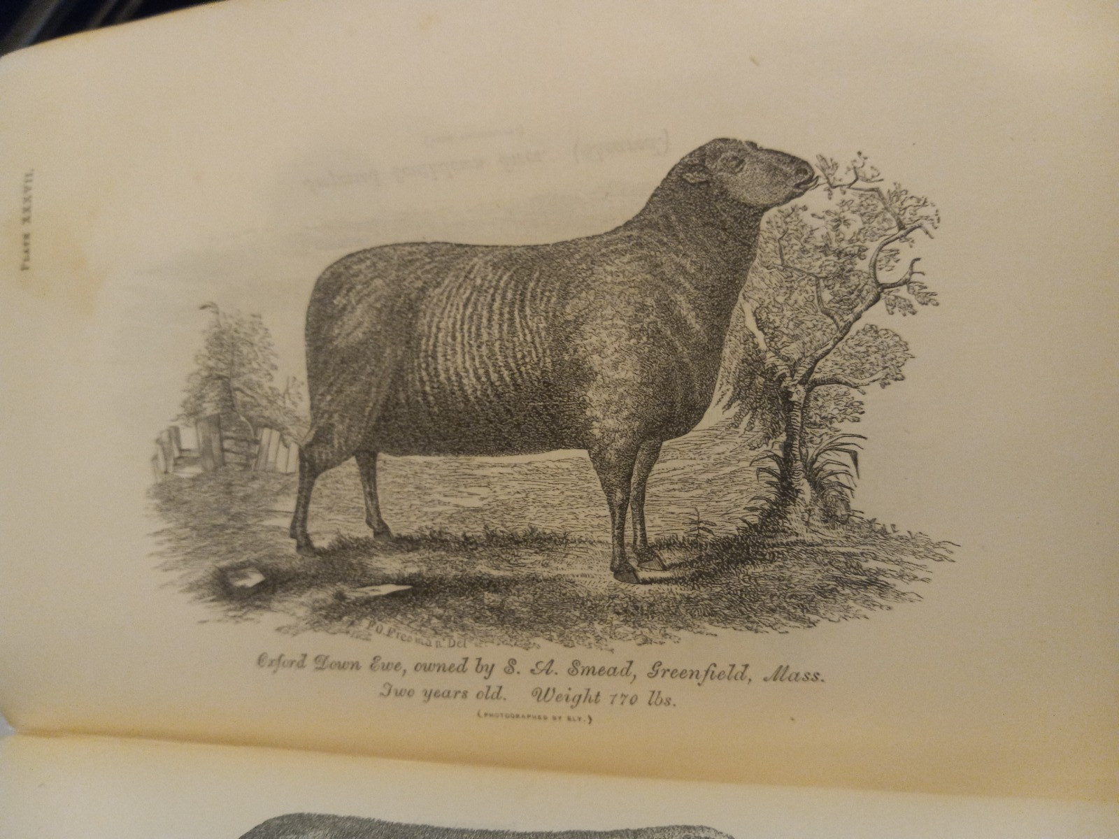 1862 USDA NICE! ILLUST COMMISIONER AGRICULTURE REPORT W/48 PLATES & INPAGE PICS!