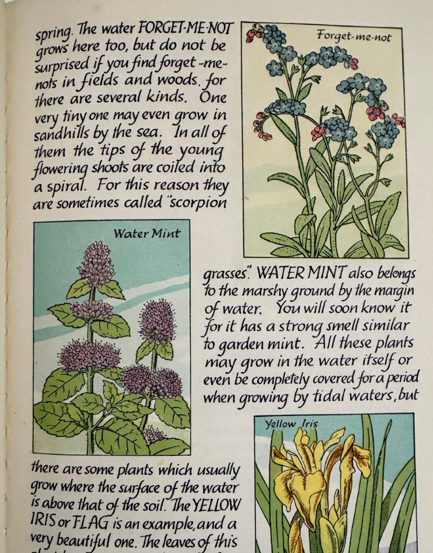 Vintage Flowers of the Country-Side Book Cyril J Lane Young Naturalist 1950s