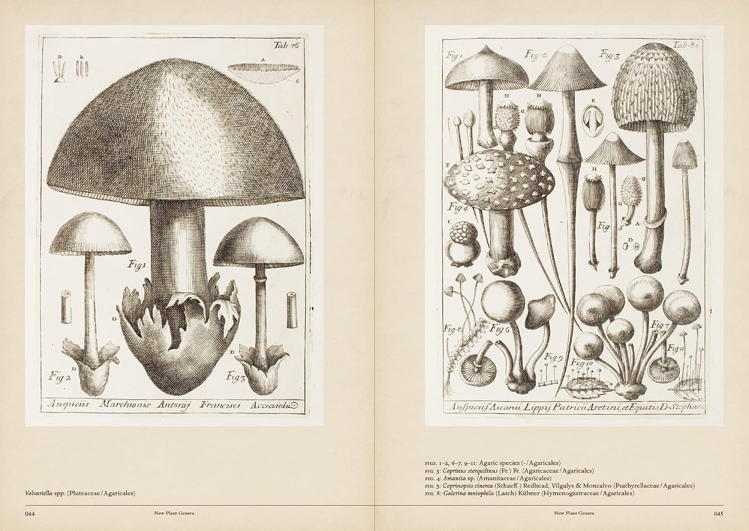 MUSHROOM BOTANICAL ART – French/Japanese – 1st Print 2014 – Mycology