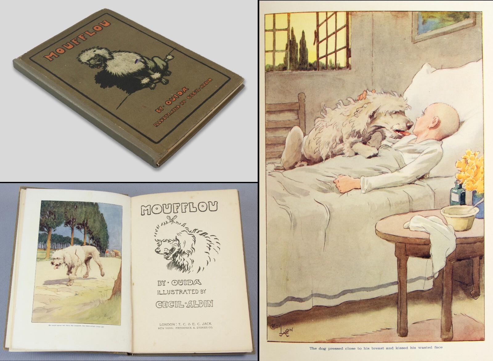 DOGS – Ouida MOUFFLOU – French poodle with big heart – Cecil Aldin illustrations