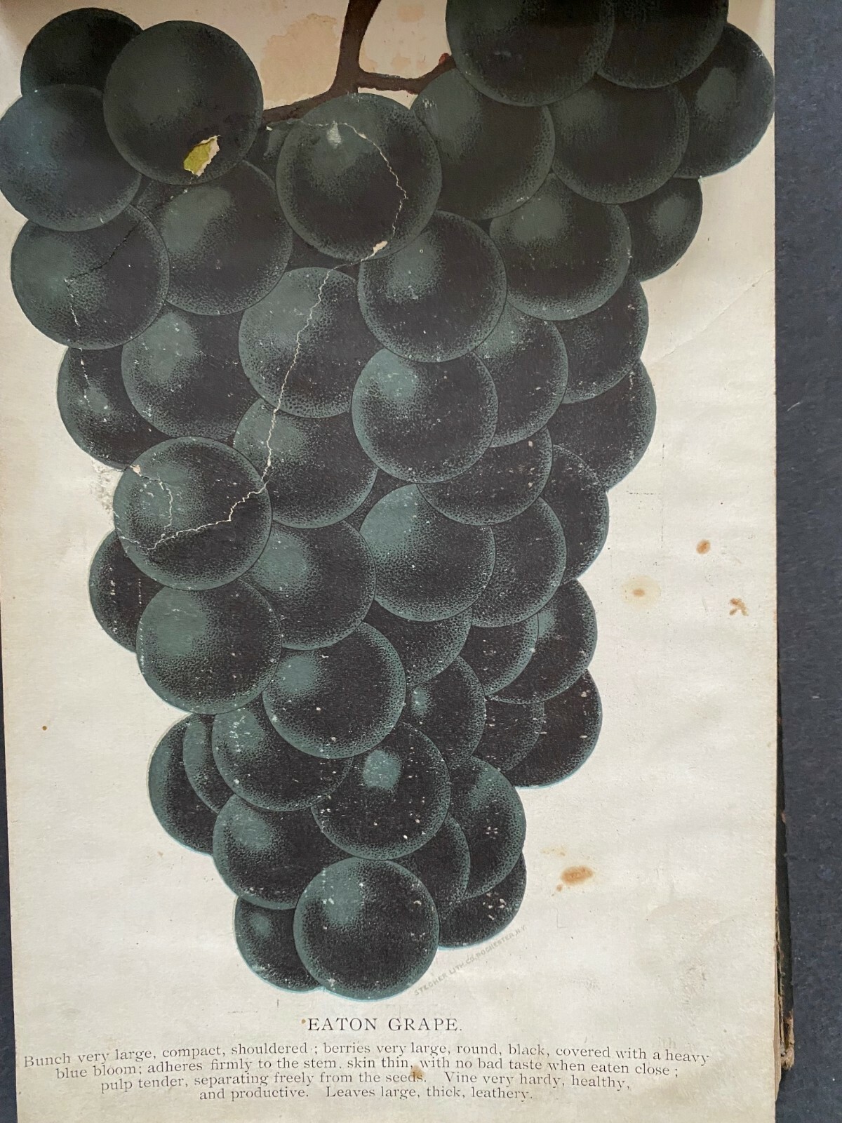 Chas. W. Stuart & Co., Newark Nurseries – 1893 – Signed, Rare Plant Book #1368