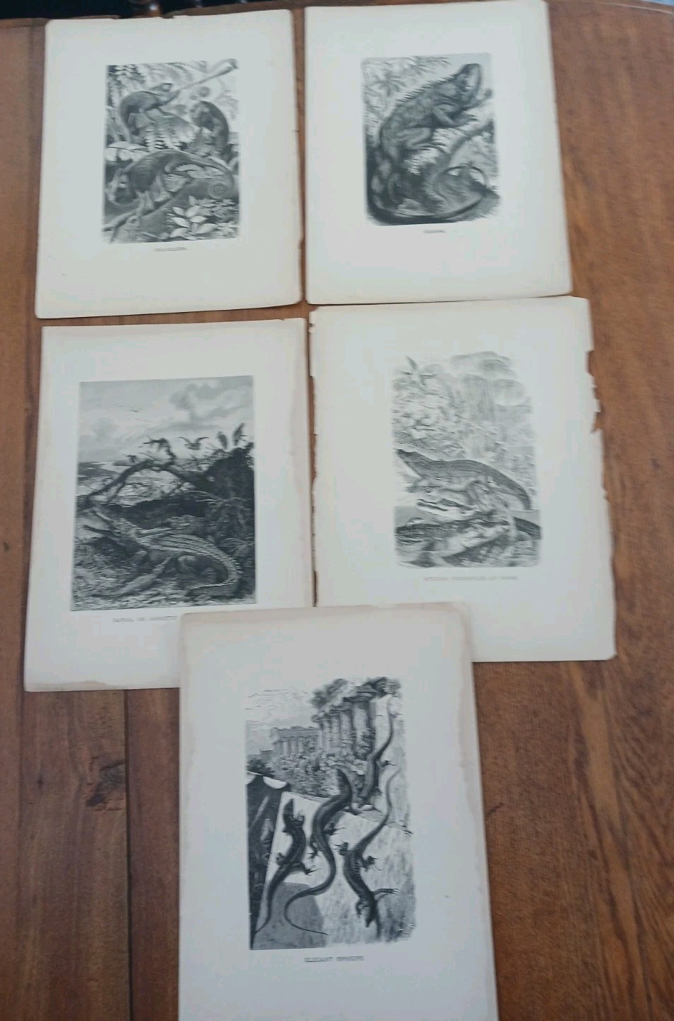 Vintage 1880-1890 Natural History Monochromatic Woodblock Engraving Prints