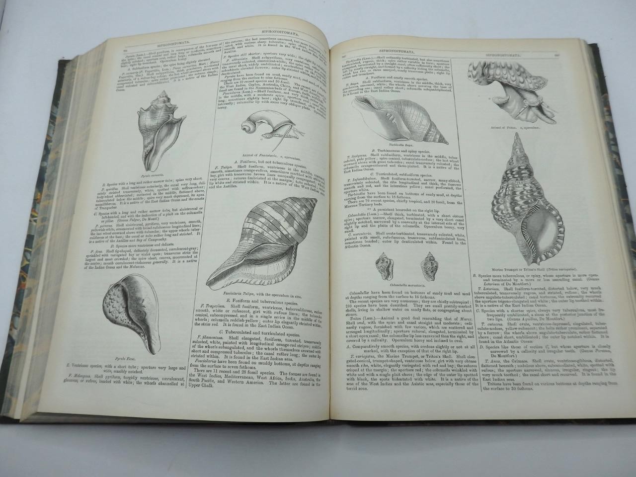 1854 ENGLISH CYCLOPAEDIA of NATURAL HISTORY Charles Knight – COMPLETE 4 VOLS.
