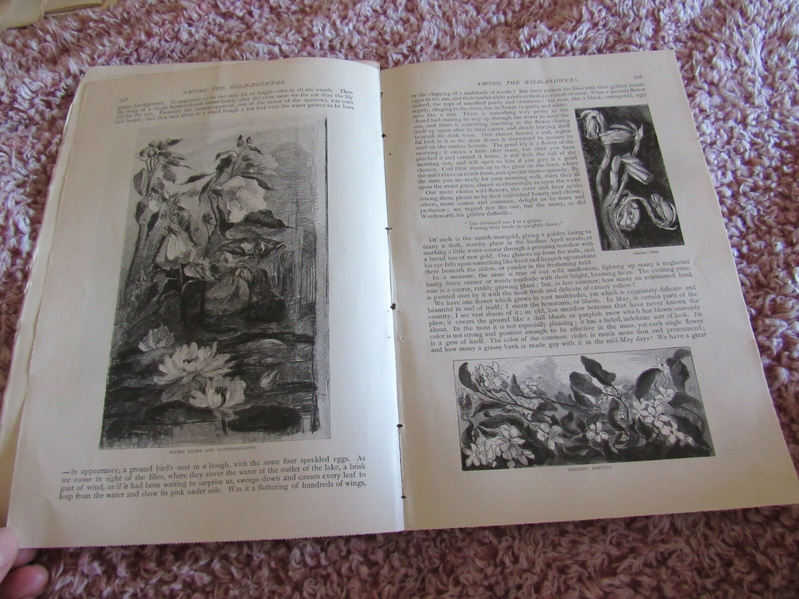 Antique Article-Illustrated-1887-1880’s-Among the Wildflowers-John Burroughs