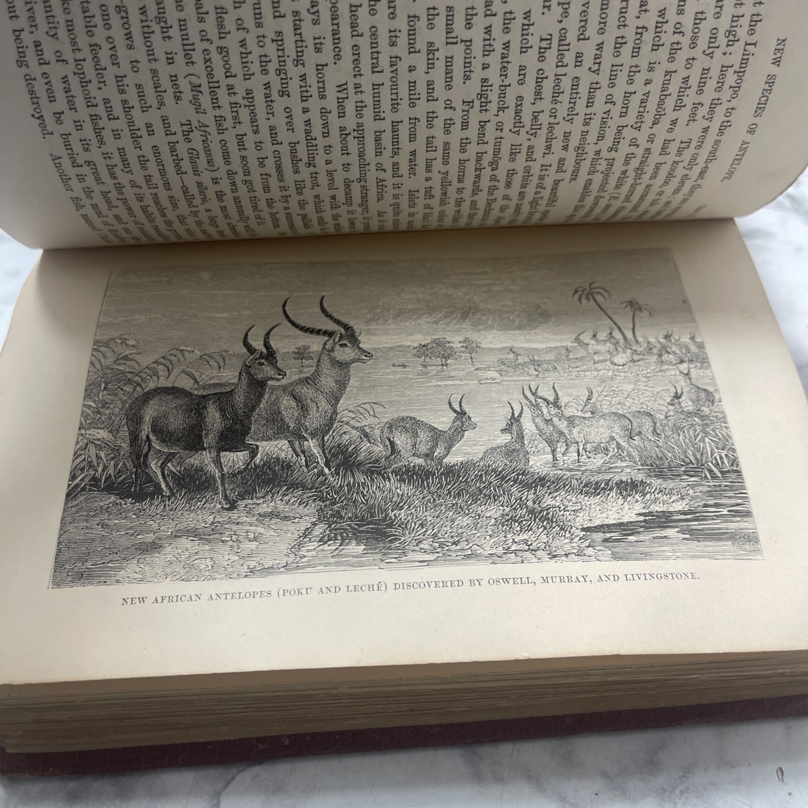 A Popular Account of Missionary Travels Researches in S. Africa Livingstone 1861
