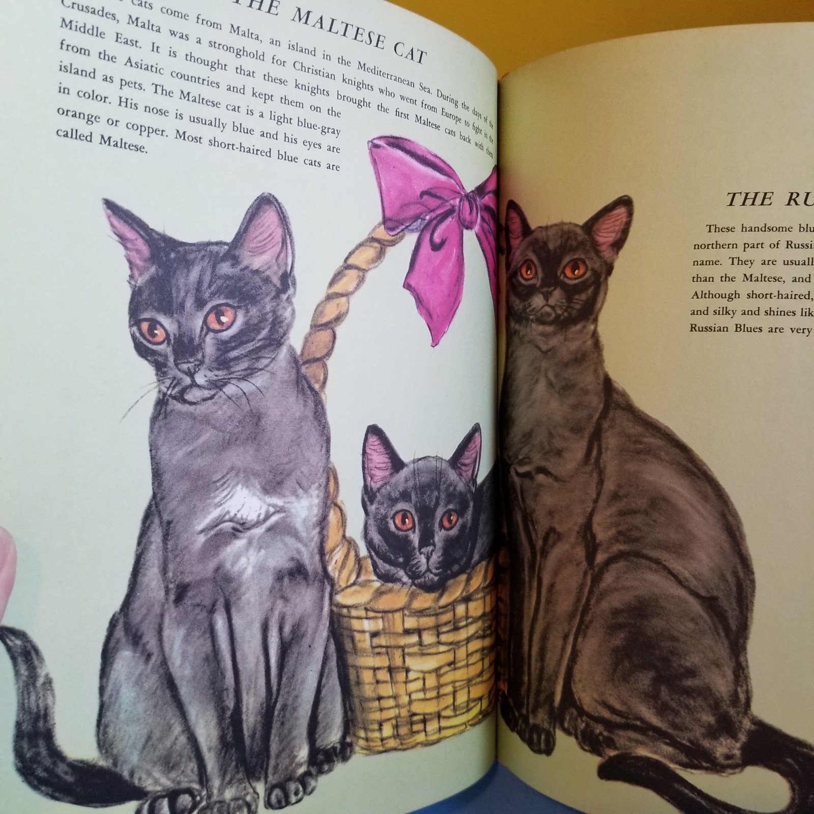 1977 Printing The Big Book of Cats Gladys Emerson Cook Hardcover illustrated