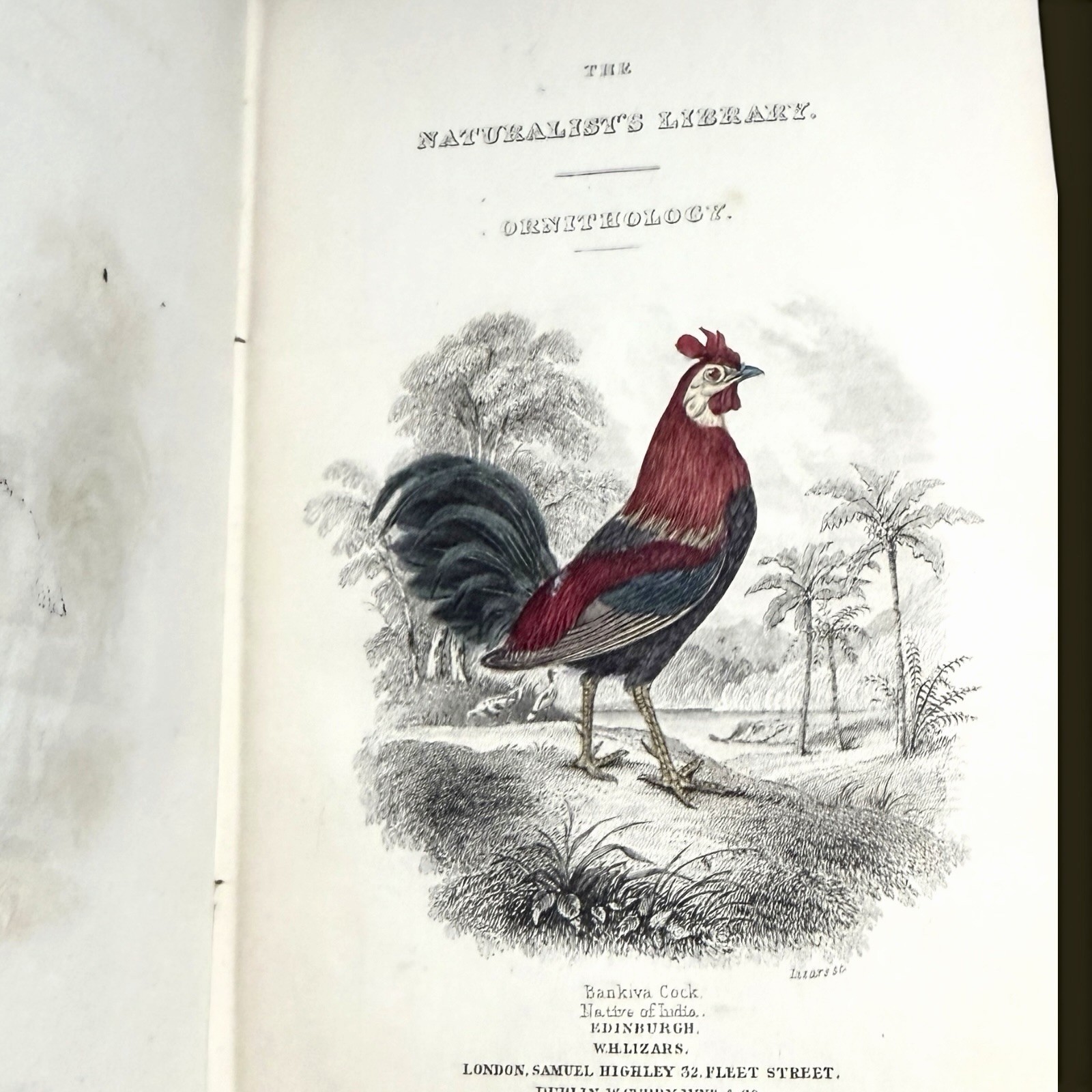 1834 Jardine Naturalist’s Library | Ornithology Vol XIV Hand-Colored Birds