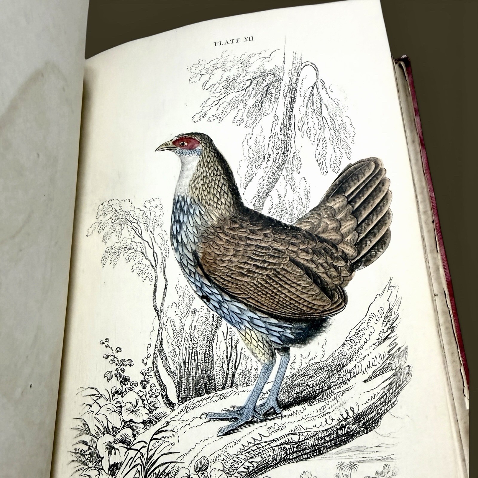 1834 Jardine Naturalist’s Library | Ornithology Vol XIV Hand-Colored Birds