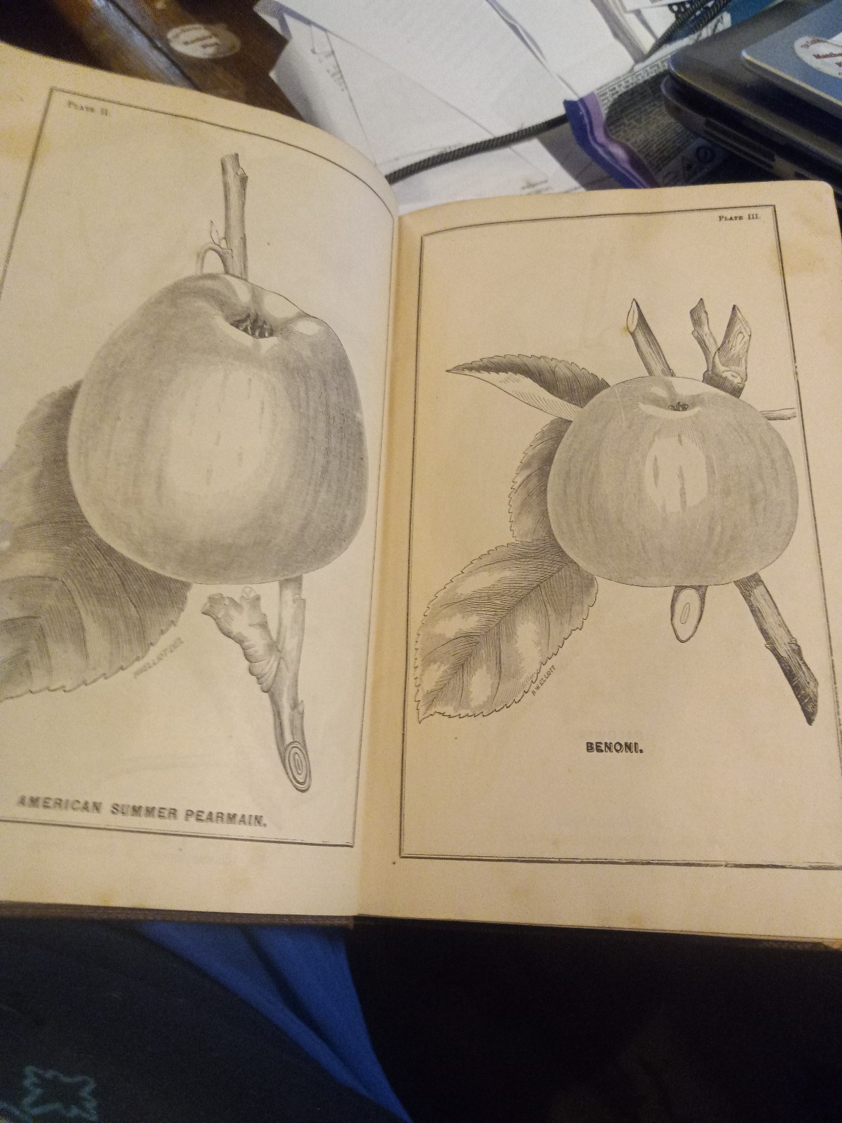 1862 USDA NICE! ILLUST COMMISIONER AGRICULTURE REPORT W/48 PLATES & INPAGE PICS!