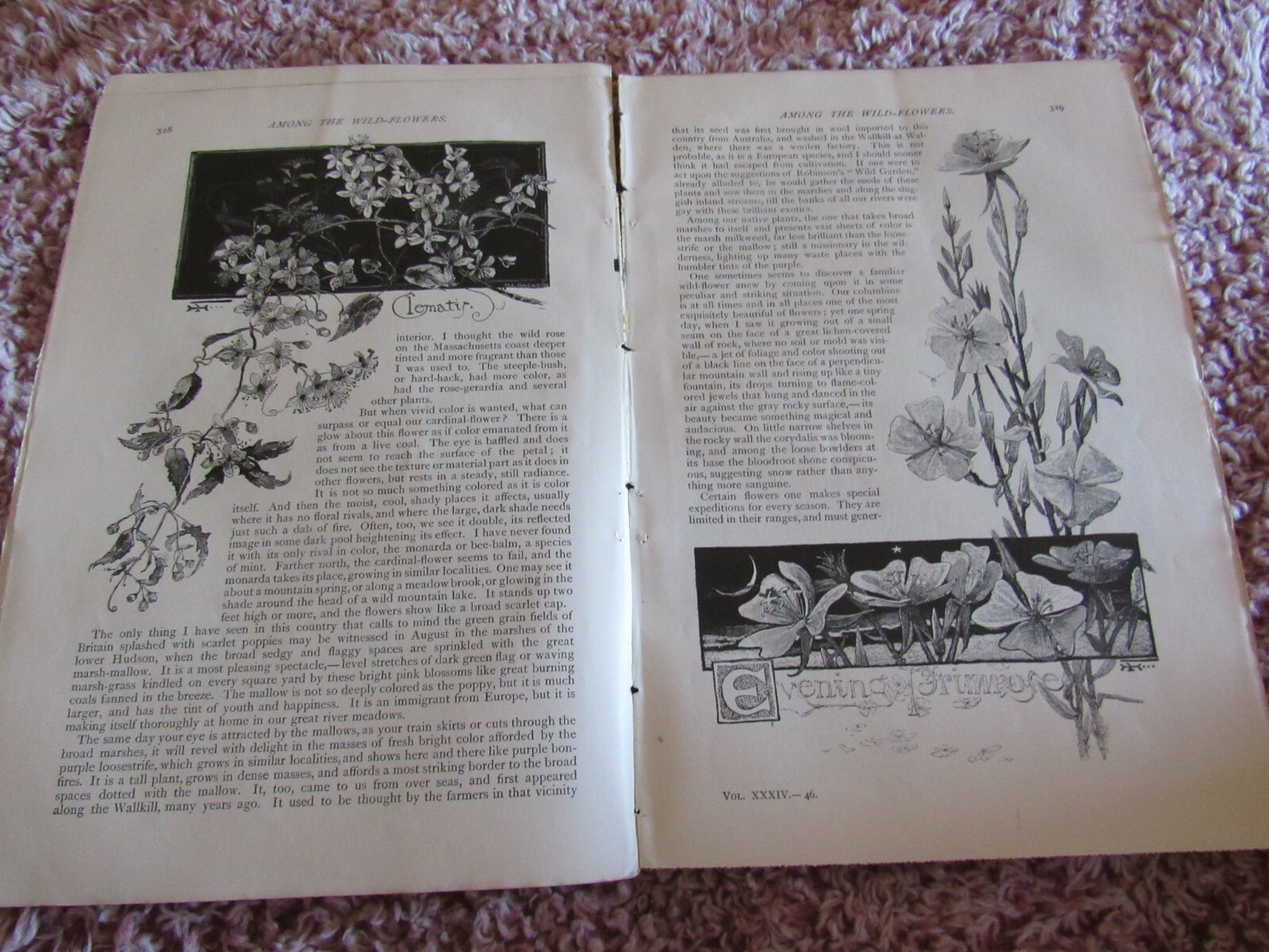 Antique Article-Illustrated-1887-1880’s-Among the Wildflowers-John Burroughs