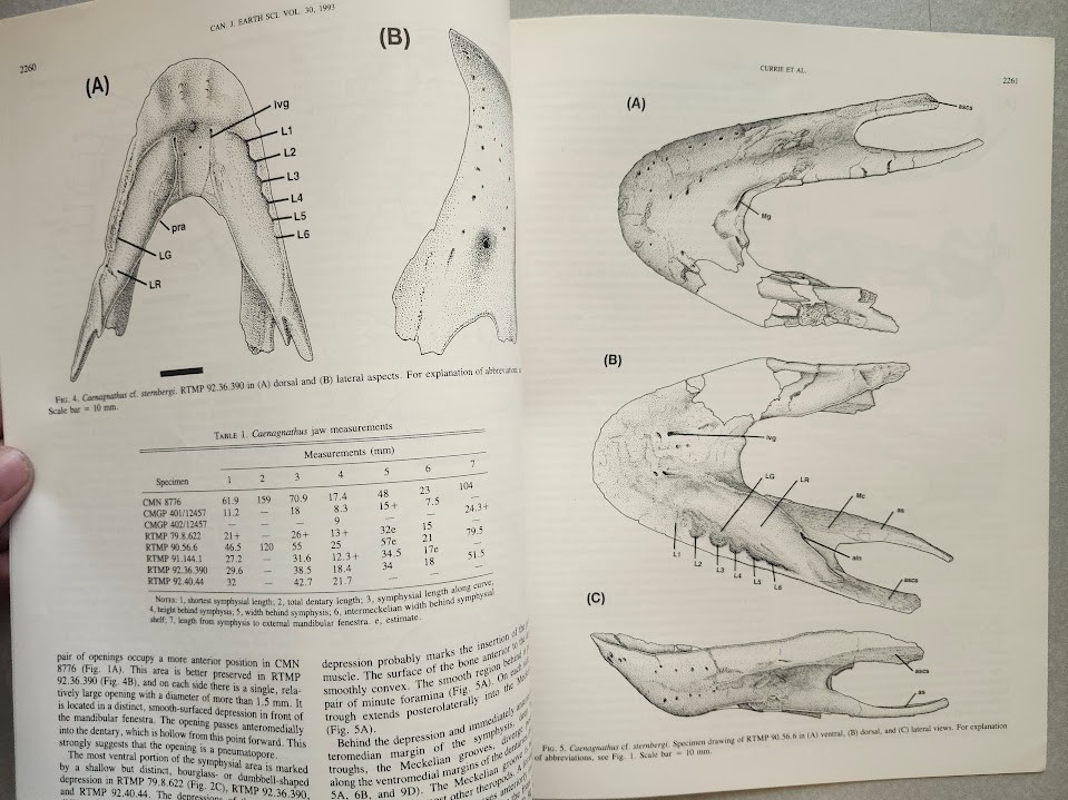 Philip J. Currie & Others Cretaceous Dinosaur Fossil +MORE Reprint Collection !!