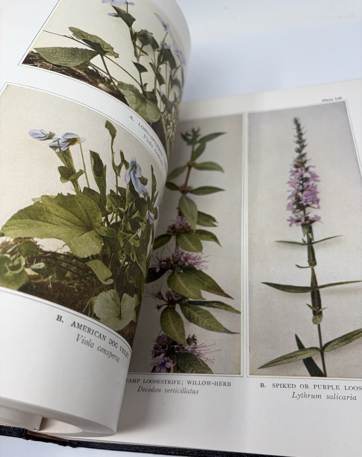 Wild Flowers by Homer D. House 1936 Antique Book Rare One Vol. Version Hardcover