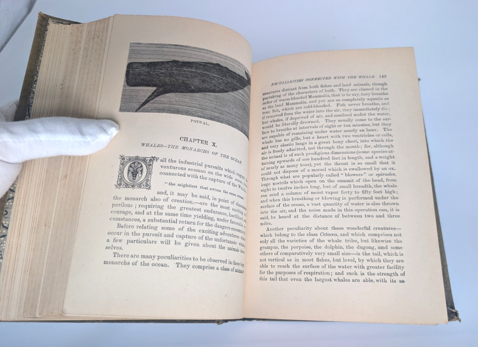 1886 The Water World J.W. Van Dervoort Illustrated Victorian Ocean Exploration