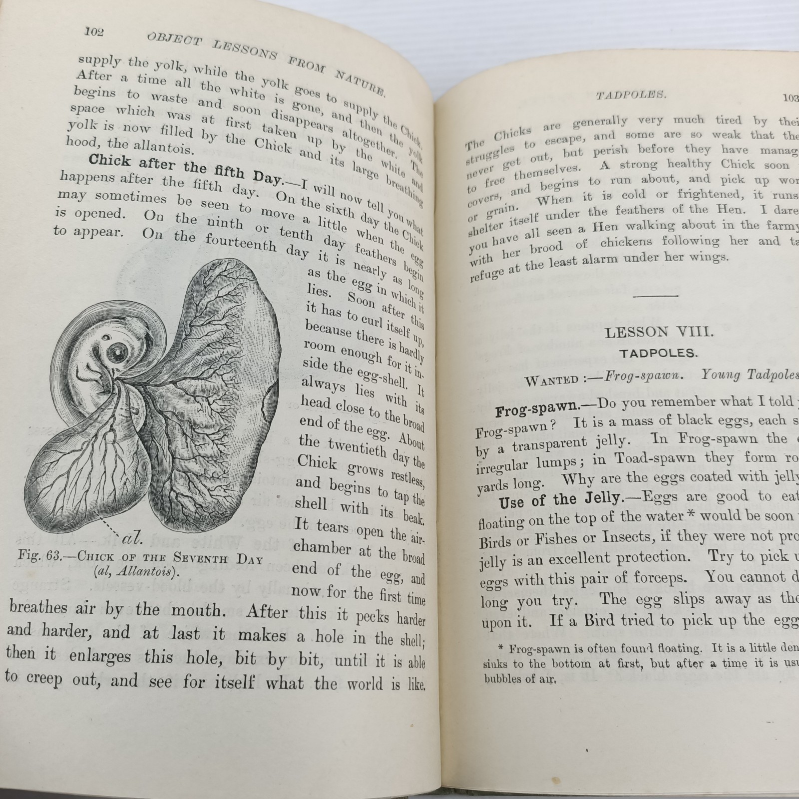 Object Lessons From Nature Part 1 A First Book Of Science L C Miall 1911 Antique