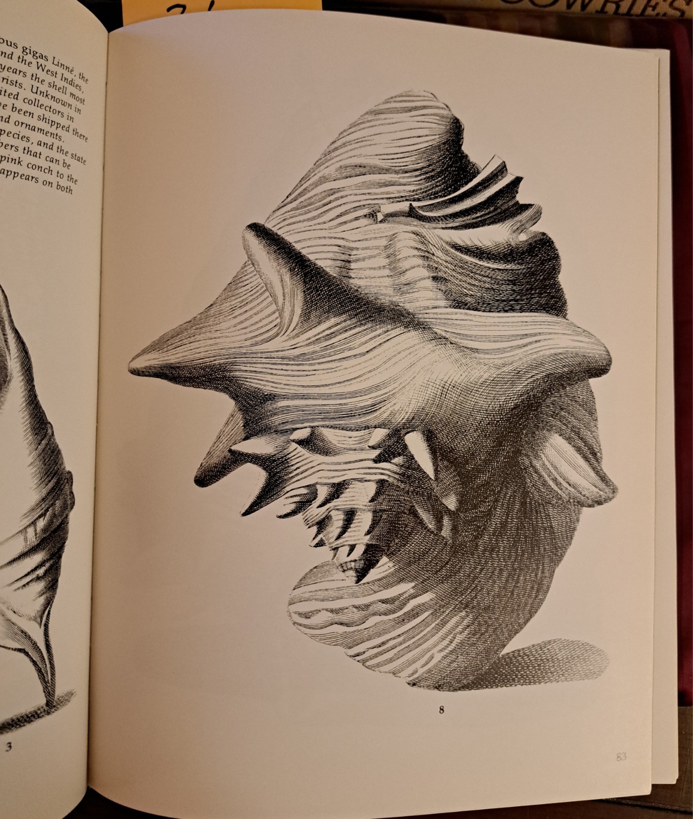 Shells: Treasures from the Sea By James A. Cox, Hardcover