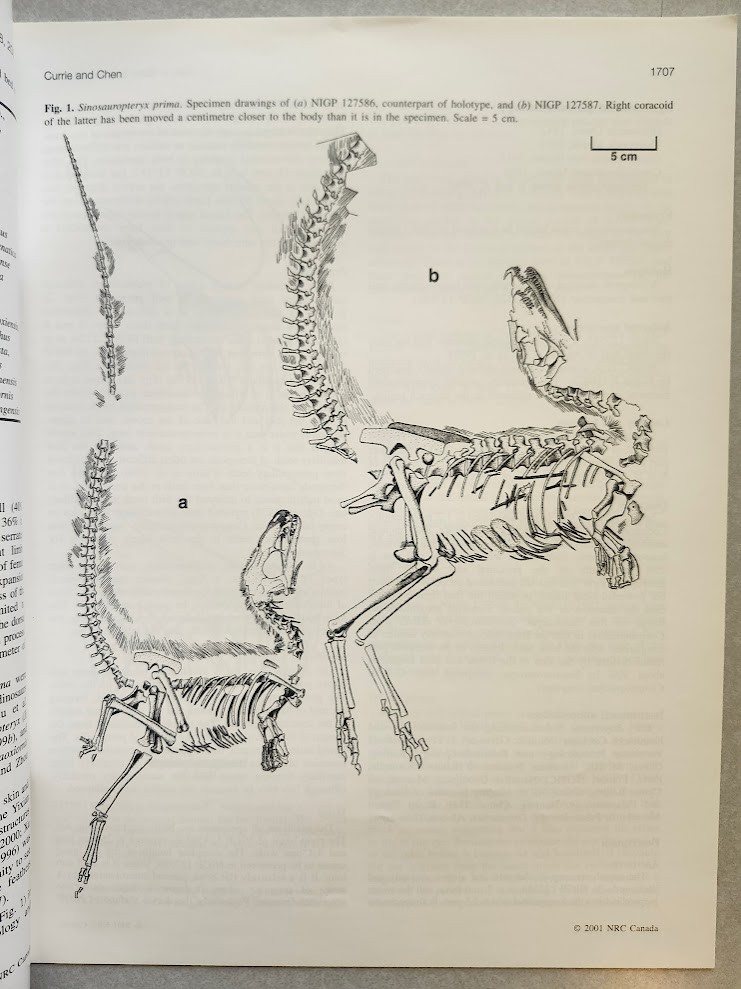 Philip J. Currie & Others Cretaceous Dinosaur Fossil +MORE Reprint Collection !!