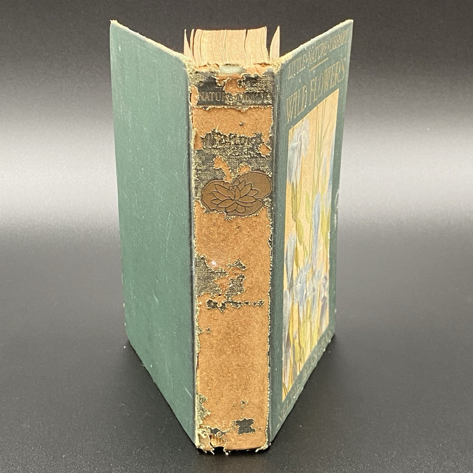 Little Nature Library Wild Flowers Worth Knowing 1ST Edition Neltje Blanchan