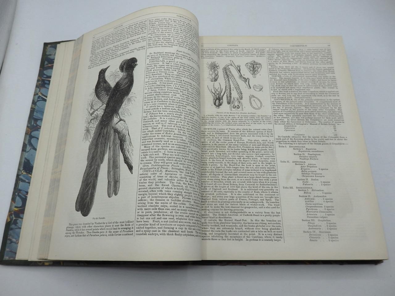 1854 ENGLISH CYCLOPAEDIA of NATURAL HISTORY Charles Knight – COMPLETE 4 VOLS.