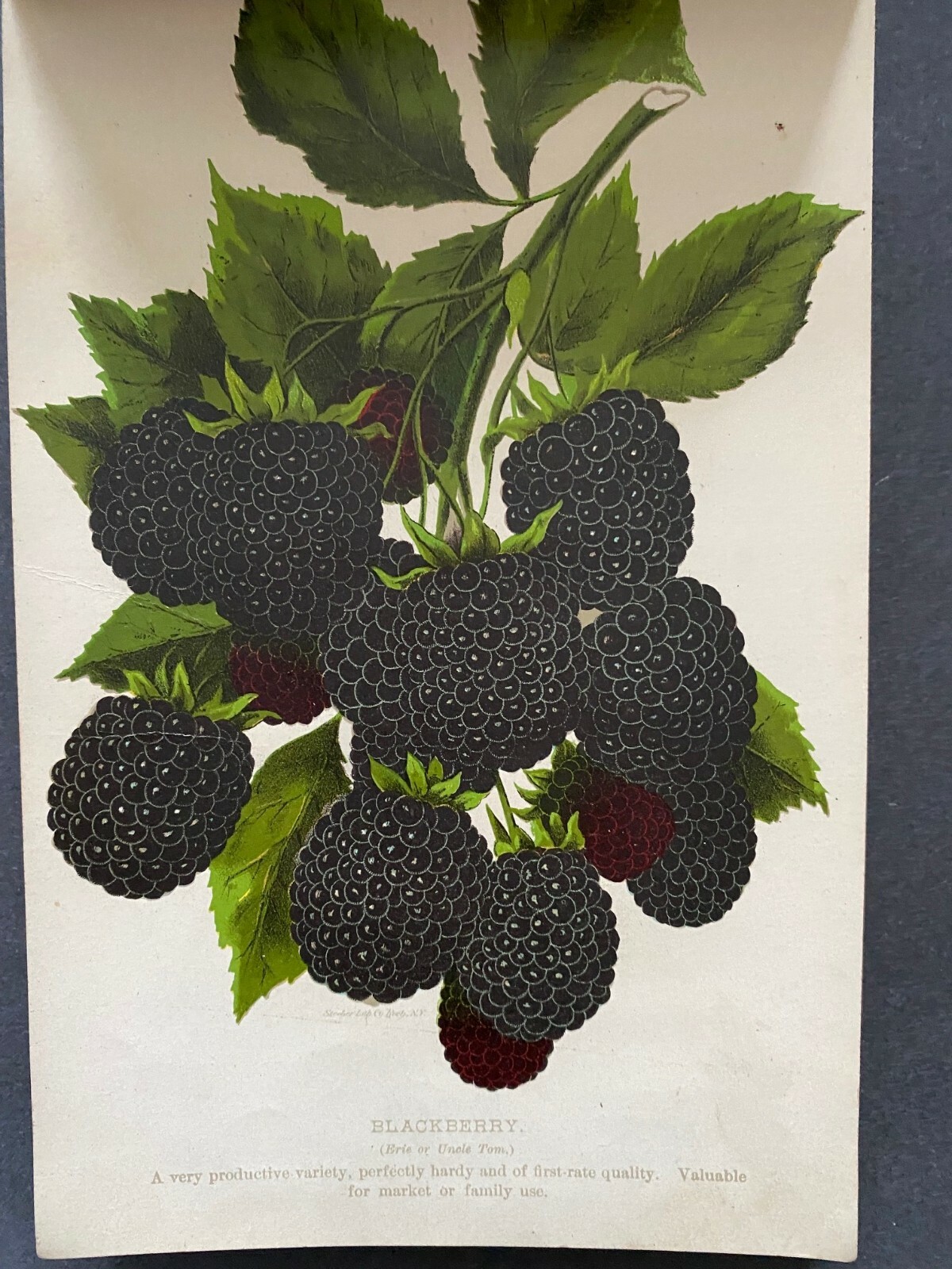 Chas. W. Stuart & Co., Newark Nurseries – 1893 – Signed, Rare Plant Book #1368