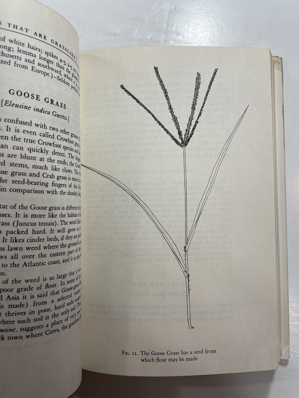 Edwin Rollin SPENCER Just Weeds 1957 Emma Bergdolt BCE Gardening Bergdolt draw