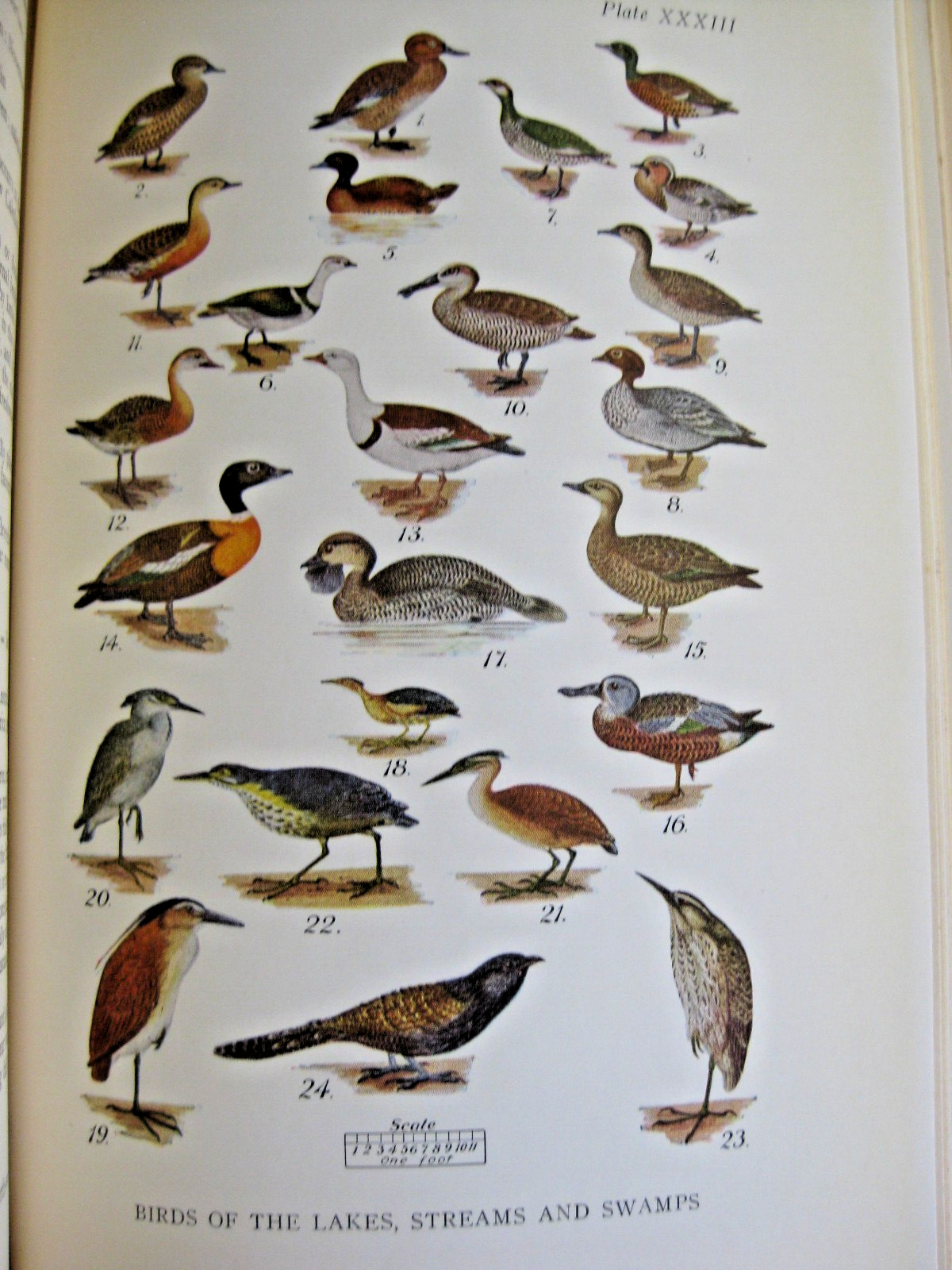 RARE WHAT BIRD IS THAT BOOK AUSTRALIA 1943 ILLUSTRATED NATURE ANIMAL ZOOLOGY OLD