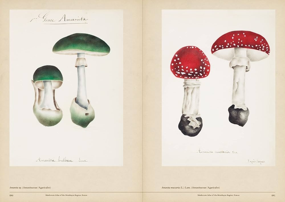 MUSHROOM BOTANICAL ART – French/Japanese – 1st Print 2014 – Mycology