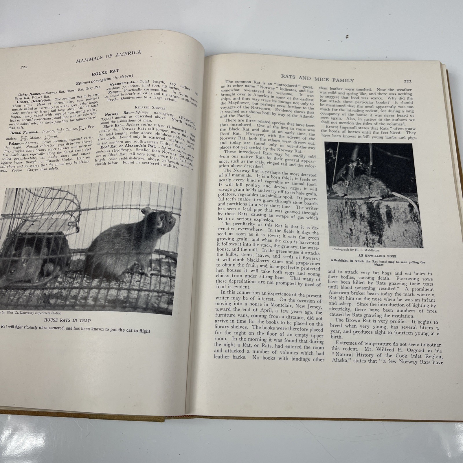 Animals of the World Garden City Publishing 1947
