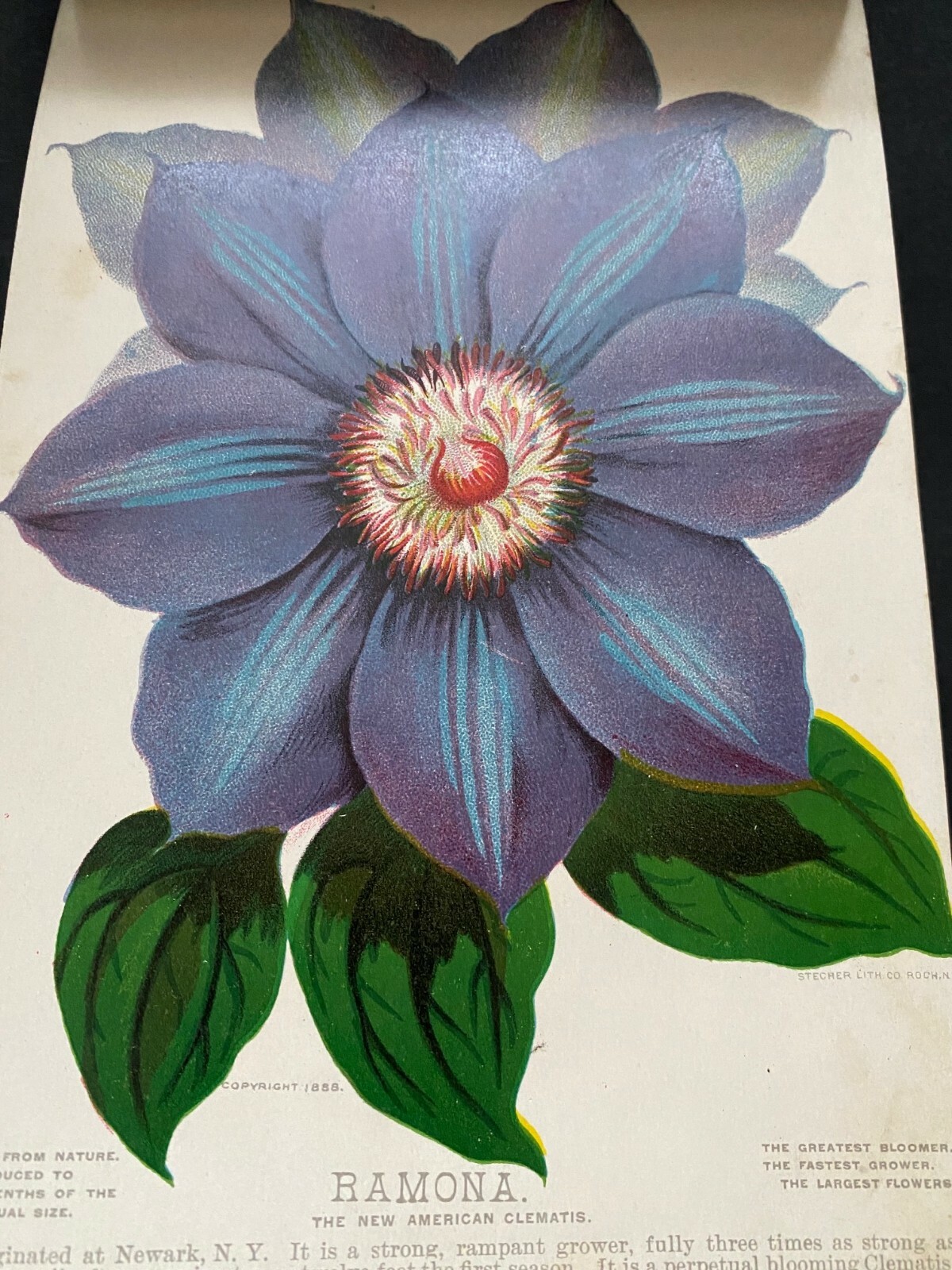 Chas. W. Stuart & Co., Newark Nurseries – 1893 – Signed, Rare Plant Book #1368
