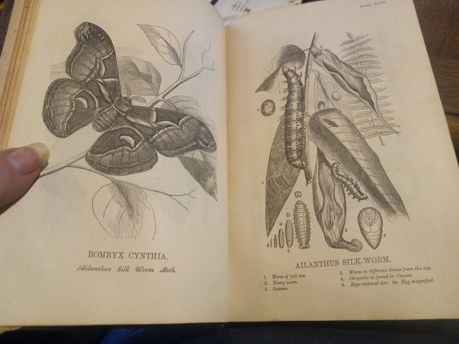 1862 USDA NICE! ILLUST COMMISIONER AGRICULTURE REPORT W/48 PLATES & INPAGE PICS!