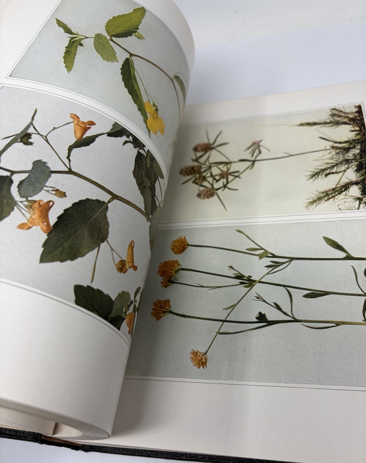 Wild Flowers by Homer D. House 1936 Antique Book Rare One Vol. Version Hardcover