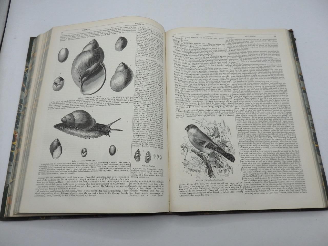 1854 ENGLISH CYCLOPAEDIA of NATURAL HISTORY Charles Knight – COMPLETE 4 VOLS.