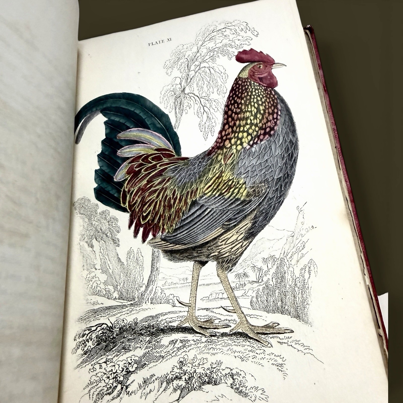 1834 Jardine Naturalist’s Library | Ornithology Vol XIV Hand-Colored Birds