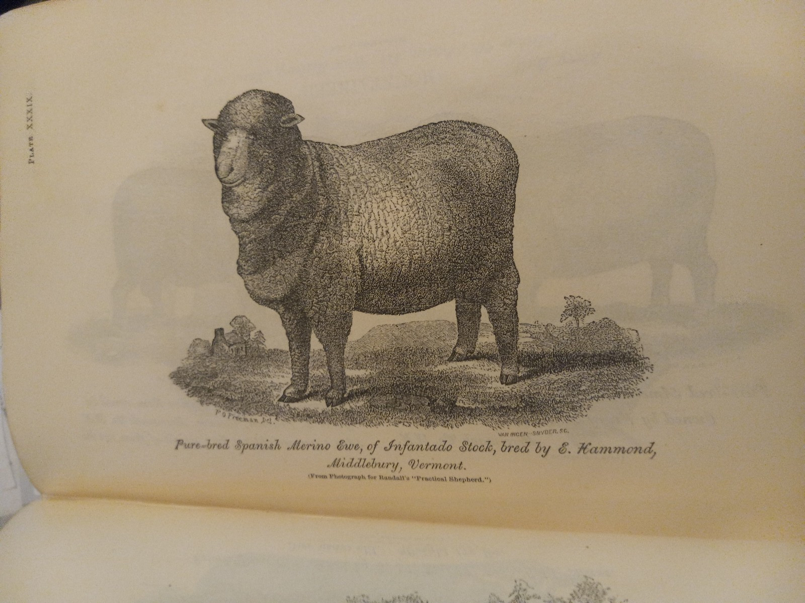 1862 USDA NICE! ILLUST COMMISIONER AGRICULTURE REPORT W/48 PLATES & INPAGE PICS!