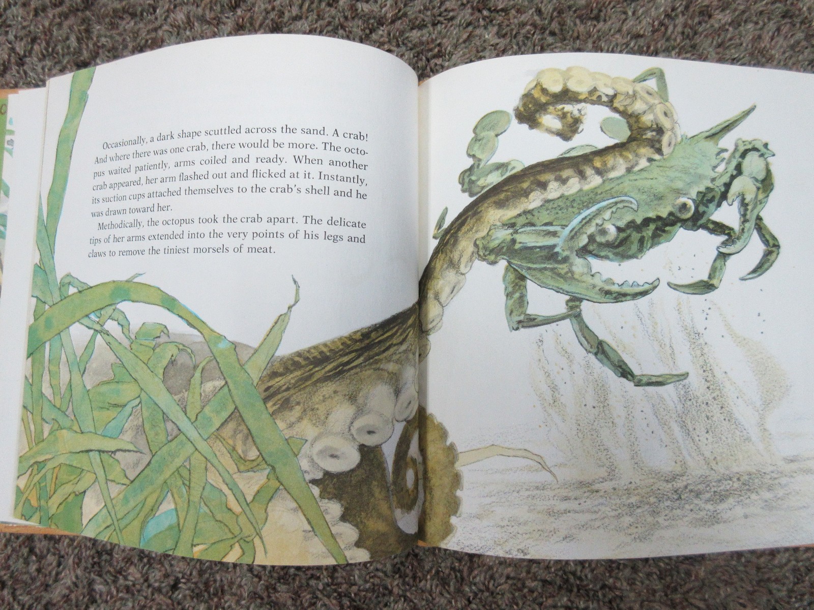 Octopus (1978) by Carol Carrick Illustrated by Donald Carrick
