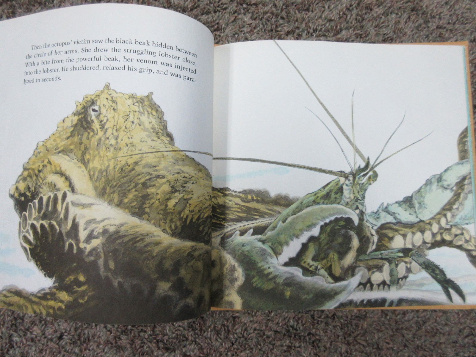 Octopus (1978) by Carol Carrick Illustrated by Donald Carrick
