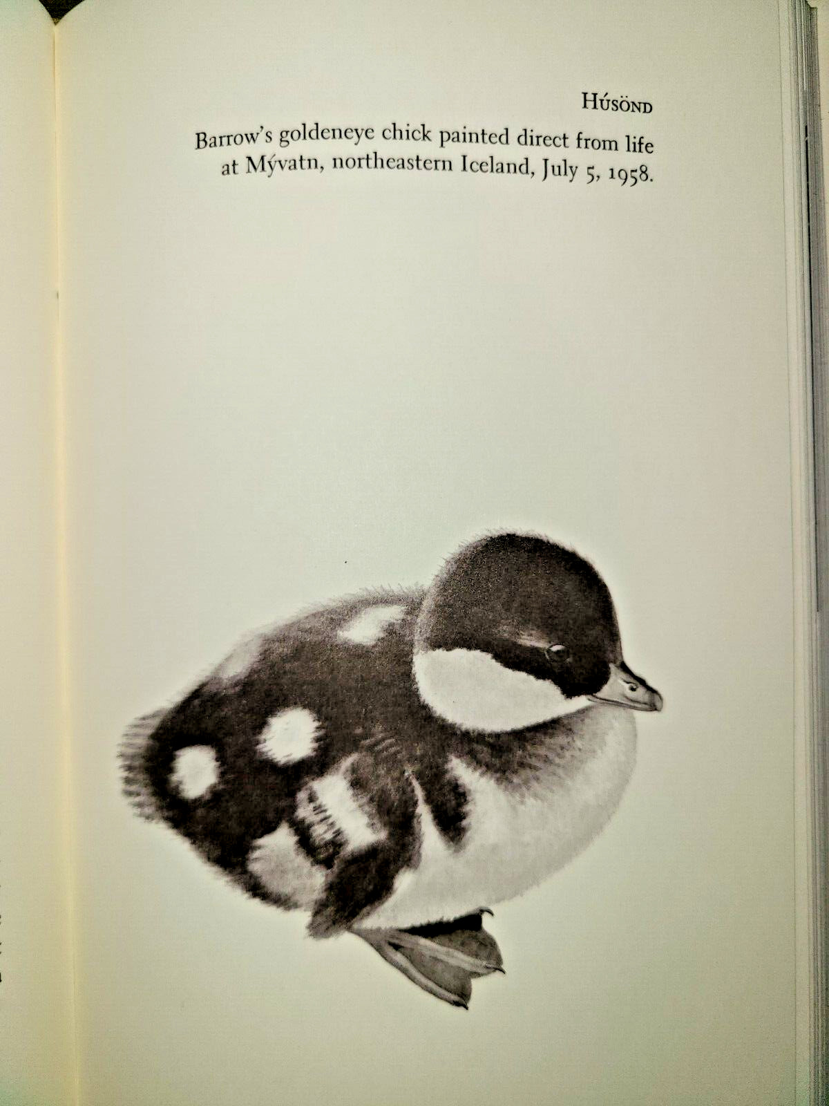 SIGNED! Vtg HC book, Iceland Summer by George Miksch Sutton, 1961