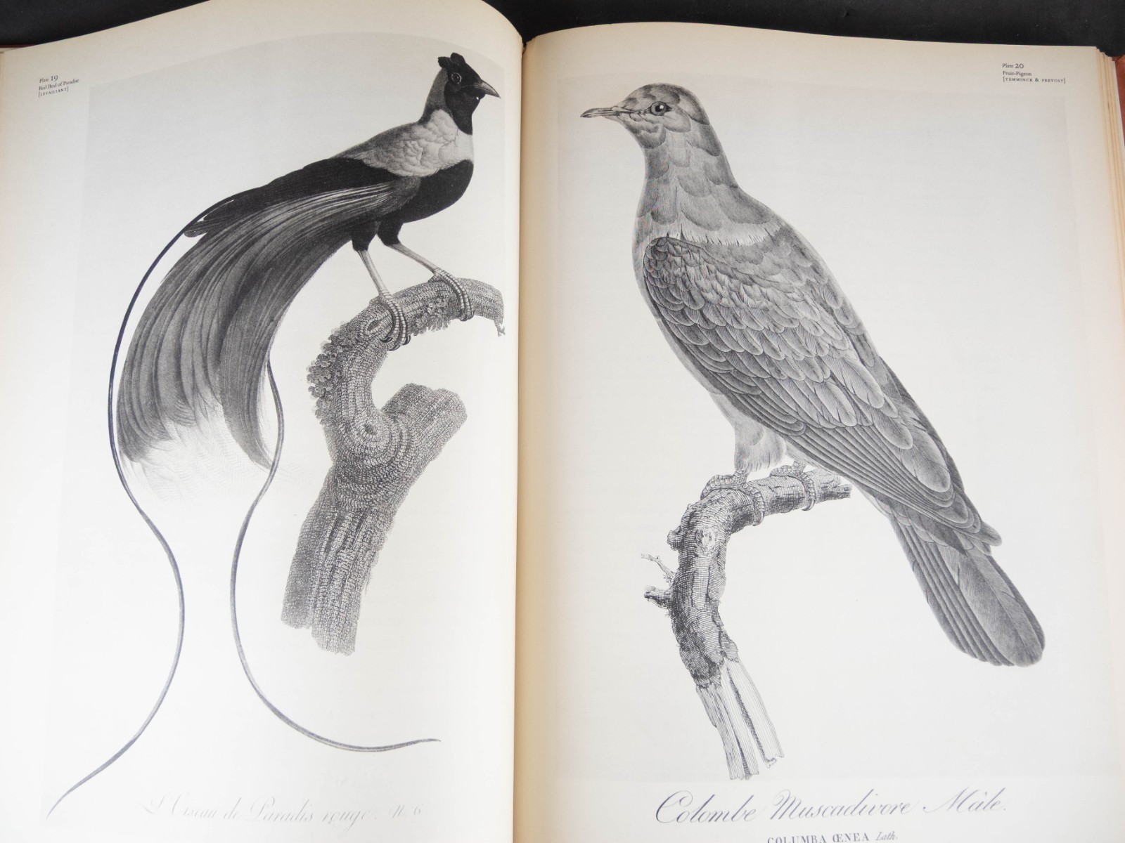 Fine Bird Books 1700 – 1900 by Sitwell, Buchanan, & Fisher – 1953 – 38 Plates