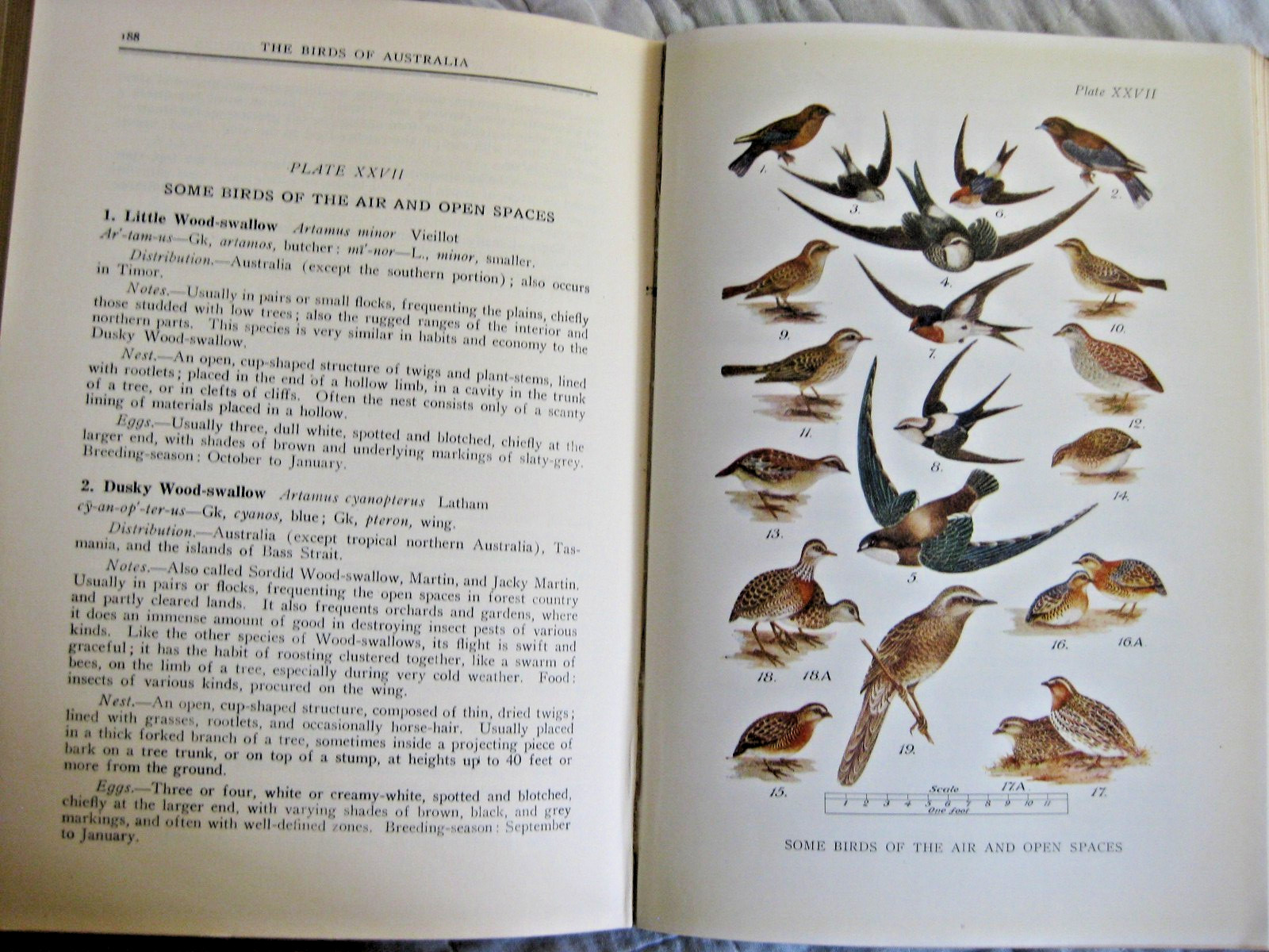 RARE WHAT BIRD IS THAT BOOK AUSTRALIA 1943 ILLUSTRATED NATURE ANIMAL ZOOLOGY OLD