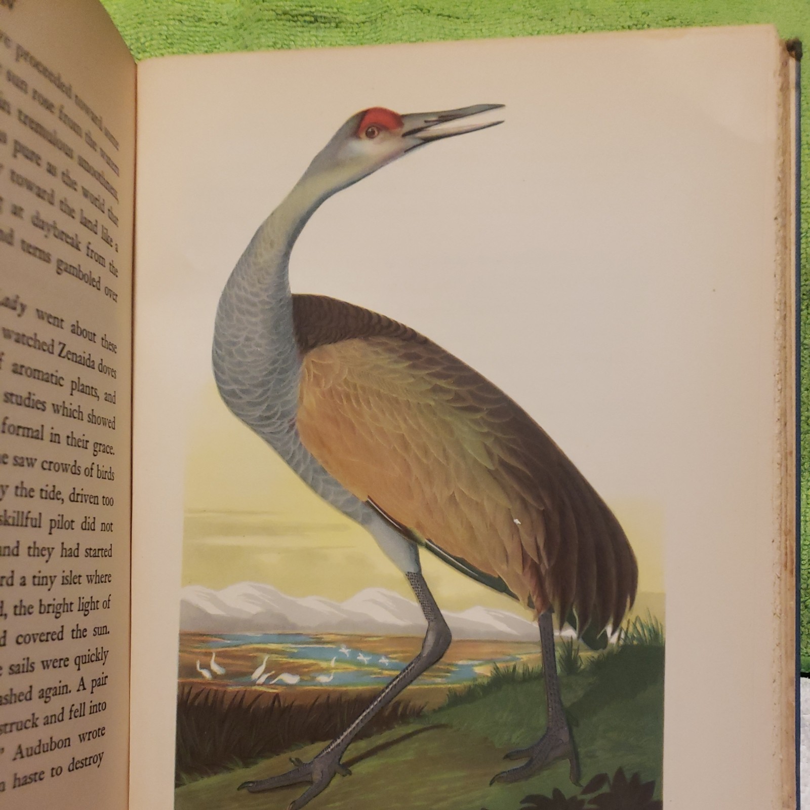 Audubon by Constance Rourke HC Illus. James MacDonald 1936 Vintage