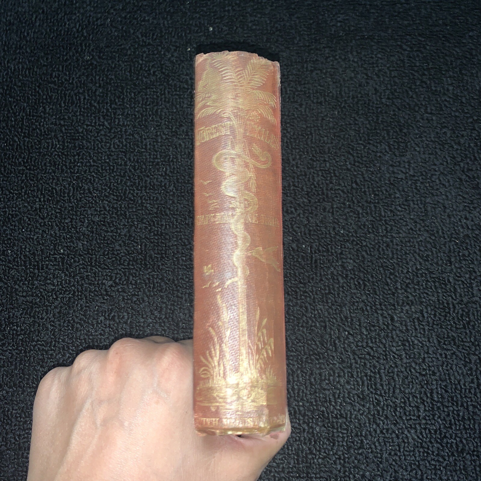 The Forest Exiles The Perils of A Peruvian Family & Wilds of The Amazon 1856